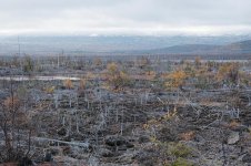 dead-forest-near-large-industrial-enterprise-monchegorsk_426900-996.jpg