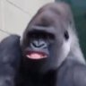 Civilized Ape