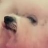 AdamSpeg