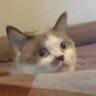Kat